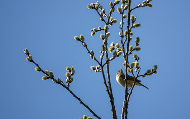 a spotted fly catcher perched on a branch patiently awaits the next meal to fly by 