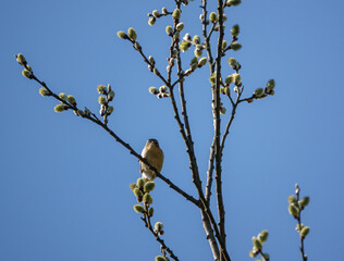 a spotted fly catcher perched on a branch patiently awaits the next meal to fly by 