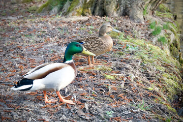 Duck and mallard on the shore of the pond