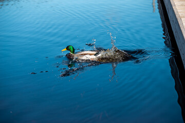 Mallard duck male swimming in a beautiful blue water