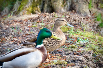 Duck and mallard on the shore of the pond