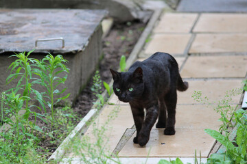 black cat walks along a path paved with paving slabs on the territory of a summer cottage. Halloween hostess. weed box in the background.