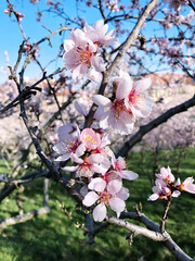 blossom in spring