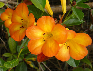 Obraz na płótnie Canvas Orange tropical Peruvian Lily blooms, Big island, Hawaii