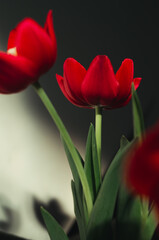 red tulip on a black background