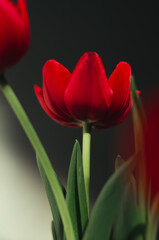 red tulip
