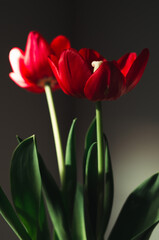 red tulip on black background