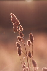 grass in the morning