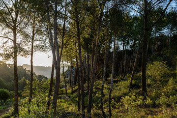 natural landscape in summer in majorca, spain