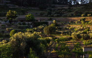 natural landscape in summer in majorca, spain