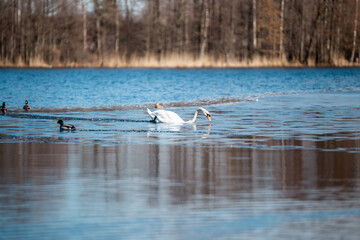 Mute swan (Cygnus olor) walking on thin ice in beautiful blue water in sunny day