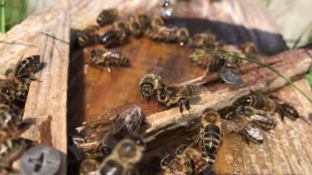 Bees drinking water in hot summer day.