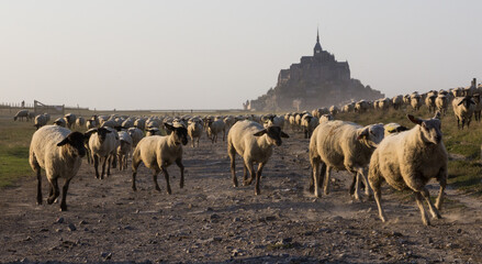 Moutons du Mont St Michel
