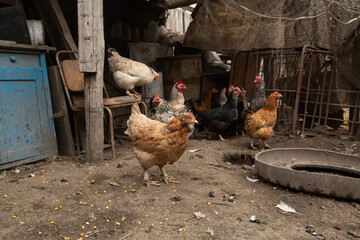 chickens walk in the hen house. chicken farm
