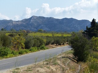 Fototapeta na wymiar Landstrasse durch die Weinfelder mit Bergen im Hintergrund in der Provence