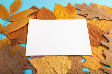 Composition with yellow and brown autumn leaves and white paper mockup on blue pastel background. side view, copy space.