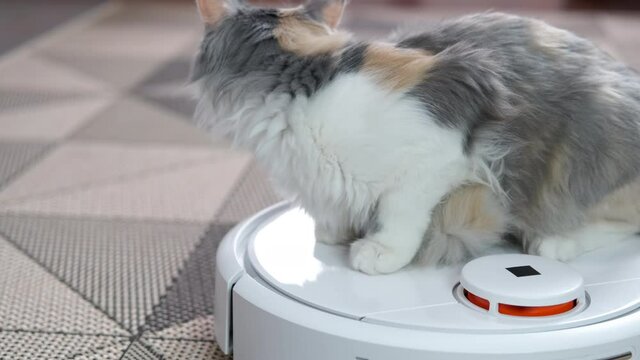 Pet clean the floor. The cat rolls on a robot vacuum cleaner.