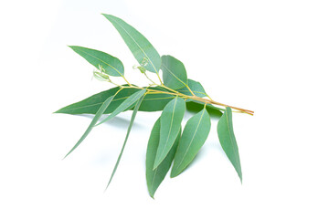 Eucalyptus leaves isolated on white background - 425408510