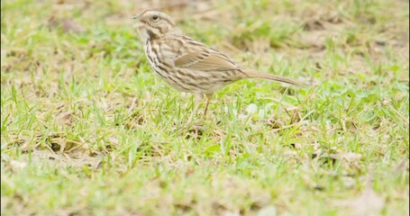 Foraging female house finch on suburban spring lawn searching for seeds and insects then sings a song before flying away, she has stripes on her belly, tail and back