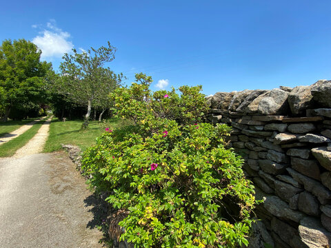 Wild Red Flowers, Growing Next To A Dry Stone Wall, Near An Old Cart Track In, Bradley, Skipton, UK