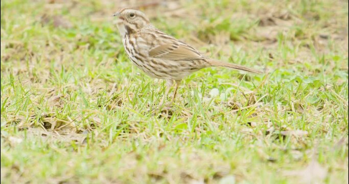 Foraging female house finch on suburban spring lawn searching for seeds and insects then sings a song before flying away, she has stripes on her belly, tail and back