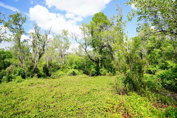 Obraz premium The landscape of Lettuce park at Tampa, Florida 