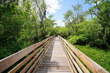 Fototapeta premium The landscape of Lettuce park at Tampa, Florida 