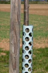 Bite protection on the tree trunk