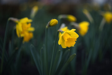 Spring flowers background. Yellow narcissus (daffodils) close up bloom in the garden. Field of narcissus.