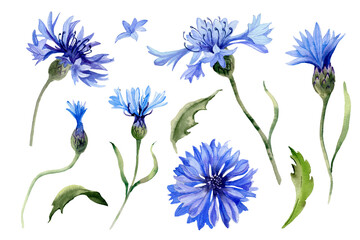 Watercolor cornflowers clipart. Wildflower. Blue meadow flower set. Hand painted floral illustration isolated on white background