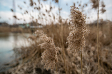 dry reeds by the lake in the village. lots of beige reeds