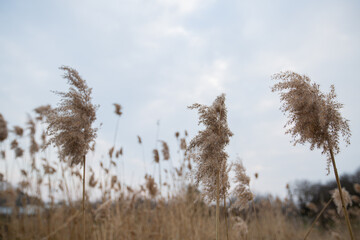 dry reeds by the lake in the village. lots of beige reeds © VikaEmerson