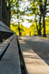 Fototapeta premium Empty Park Benches in Sunny Autumn Day With Golden Leaves in Trees