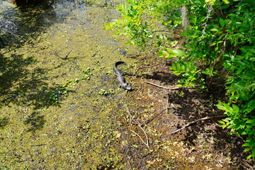 Alligator is taking sun bath in a pond