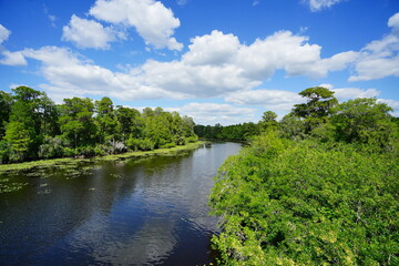 Obraz premium The landscape of Lettuce park at Tampa, Florida 