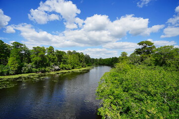 The landscape of Hillsborough river and Lettuce park at Tampa, Florida	