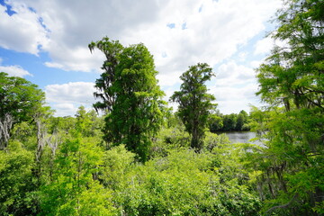 The landscape of Hillsborough river and Lettuce park at Tampa, Florida	
