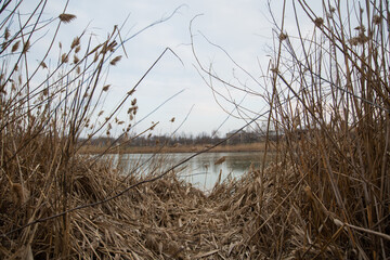 dry reeds by the lake in the village. lots of beige reeds © VikaEmerson