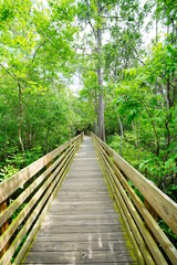 Wooden Boardwalk in Lettuce park at Tampa, Florida	