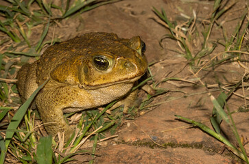 Rhinella horribilis o Rhinella marina, sapo común,  sapo en pasto