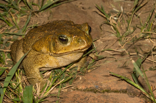 Rhinella horribilis o Rhinella marina, sapo com&uacute;n,  sapo en pasto