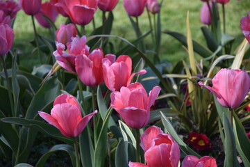 Thabor, fleurs, tulipes, rennes, parc