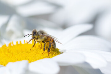 Honeybee on margaret flower