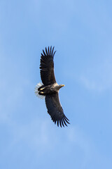 White tailed eagle flying during springtime. Eagle on the sky. King of the birds. European nature. 