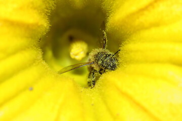 abeja llena de polen, polinizando flor de calabaza o zapallo
