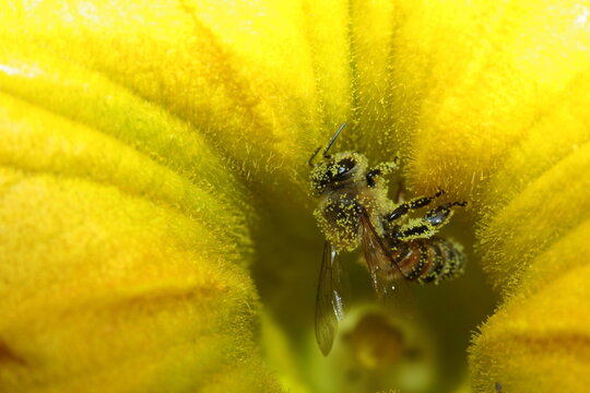 abeja llena de polen, polinizando flor de calabaza o zapallo