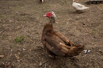 ducks walk on a duck farm. poultry farm and domestic ducks