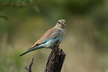 European roller observe surrounding. African safari in the Hluhluwe Imfolozi Park Wilderness Area. Calm bird on the branch.