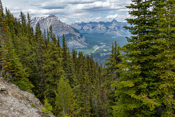 Forest in Banff Canada with mountains in the distance