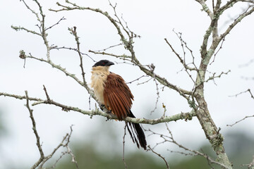 Burchell's coucal observe surrounding. African safari in the Hluhluwe Imfolozi Park Wilderness Area. Calm bird on the branch.
